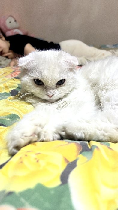 Кошка Scottish Fold