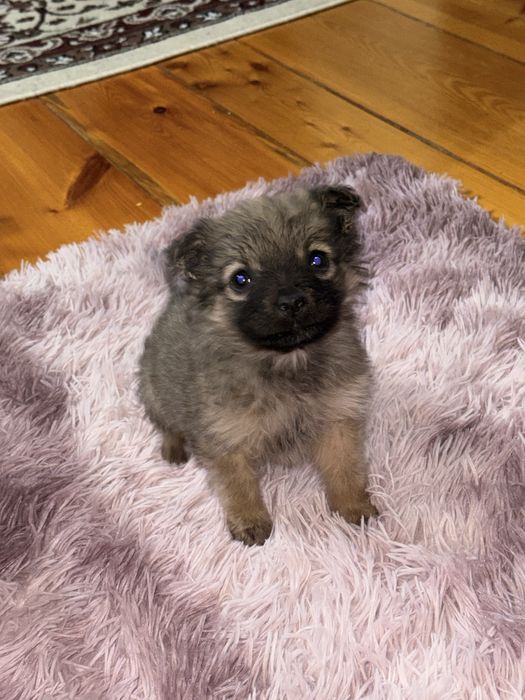 Домашний Щенок в добрые руки