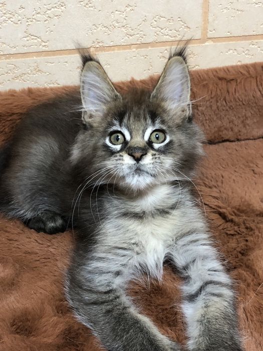 Продаются ! Мейн-Куны!