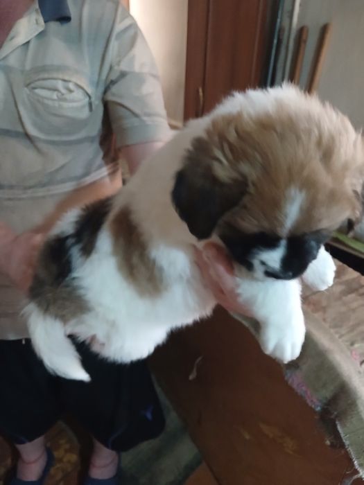 Отдам  даром щенков