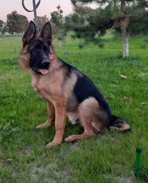 Немецкий овчарка