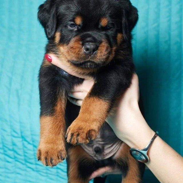 Продается ротвейлер