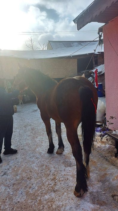 Vând manz de 1 an sau schimb cu iapa