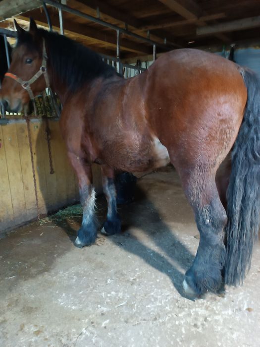 Vând mânz de 2 ani curat la picioare fara defecte tras sută la sută ma