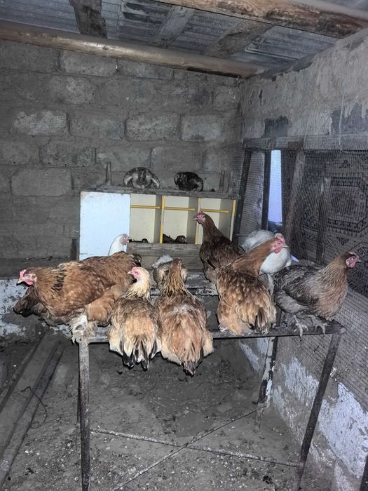 Продаётся курица