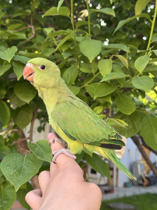 Продается ручной ожереловый попугай