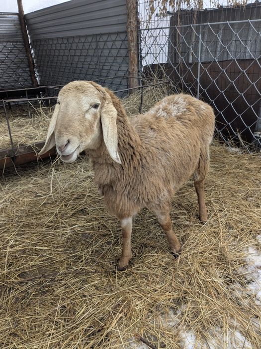 Кочкарик породы Арашан