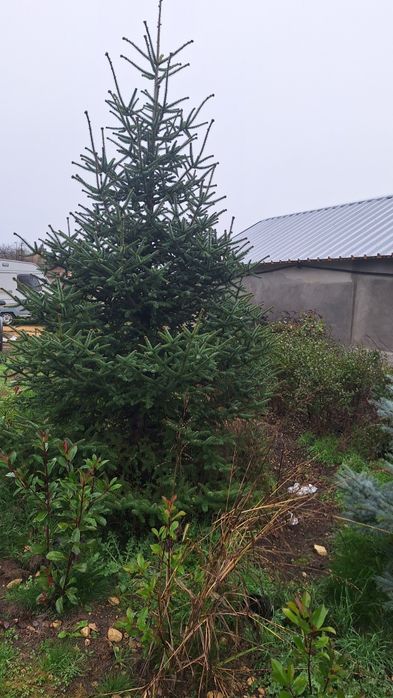 Иглолистни видове