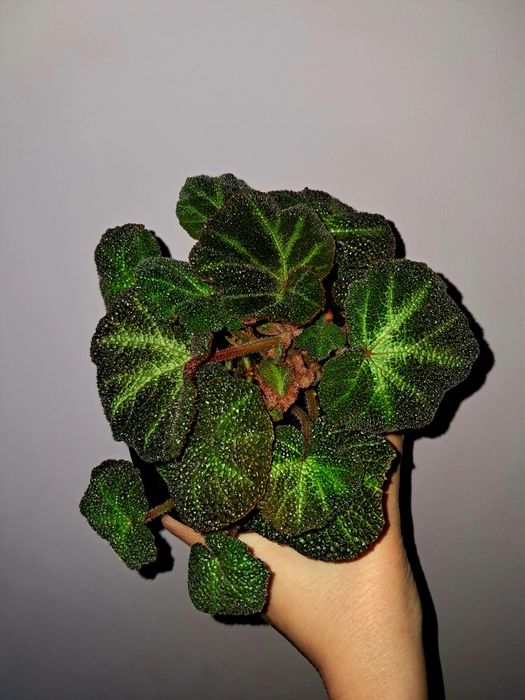 Бегония Солимутата