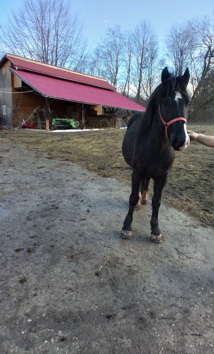 Vând Armăsar din Mama Frizian / Tata Semigreu.