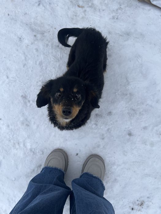 Собака в добрые руки (девочка)