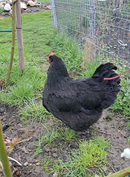 Gaini de un an, ouatoare,  rasa AUSTRALOP