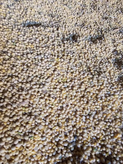 Соя ( соевые бобы)