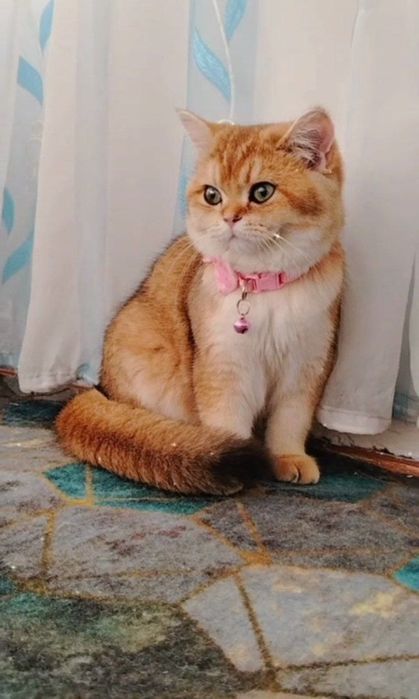 Кошка золотистый шиншила британ зотига жавоб