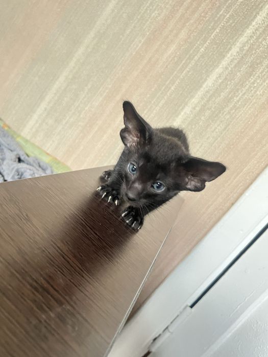 Ориентальные котята