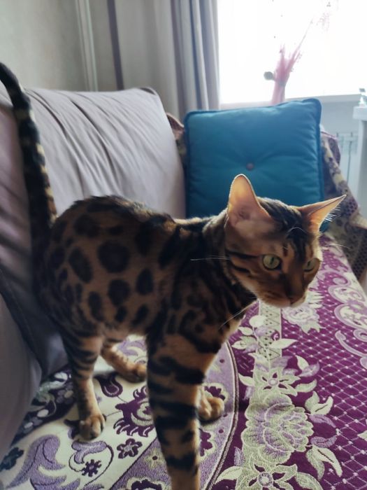 Бенгальский кот мальчик