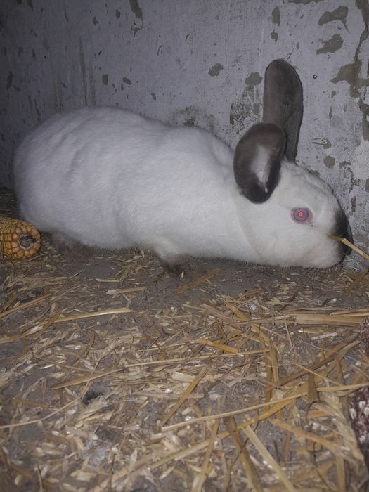 Vând iepuroaică gestantă