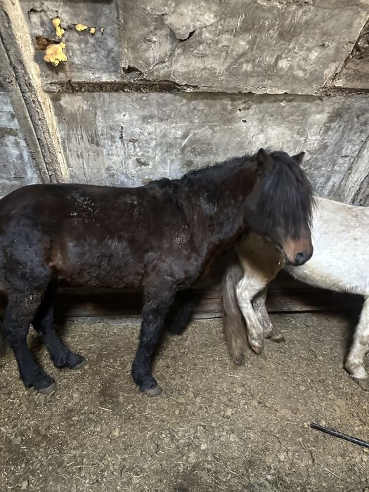 Аиғыр сатылады 10жасар