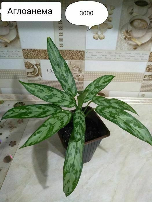 Цветы для дома и офиса