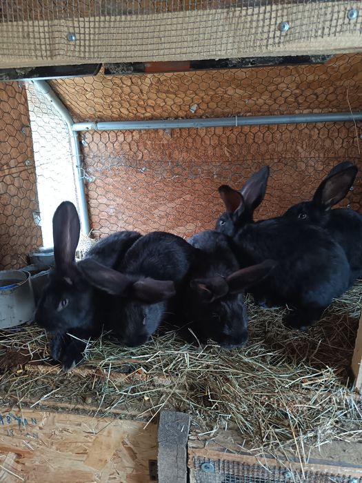 Iepuri Uriaș German Negru