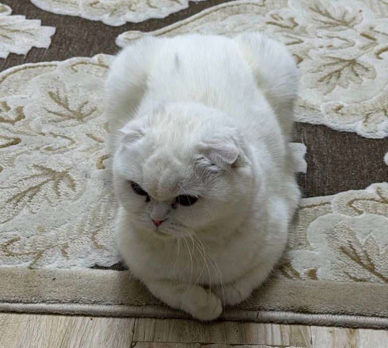 Продажа породистой кошки скотиш фолд