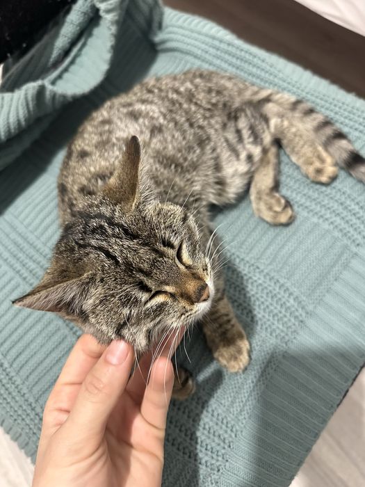 Кошка,мысық,котенок