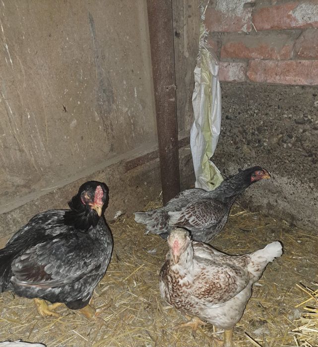 Oua  de gaina combatant indian