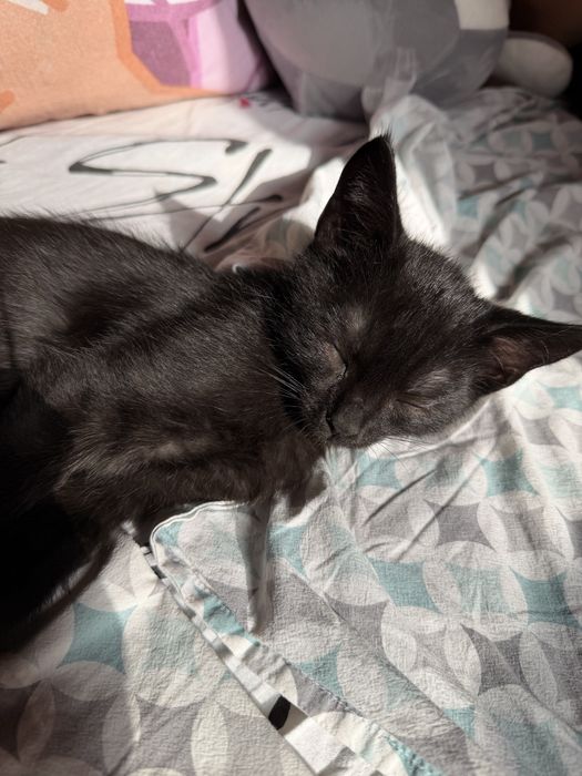 Котенок мальчик 3 месяца