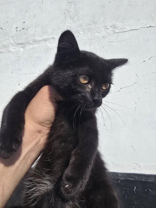 Отдам котят в хорошие руки.