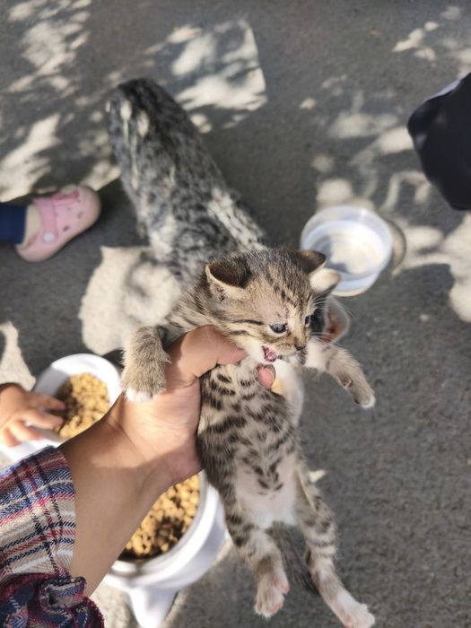 Отдам котят в хорошие Руки