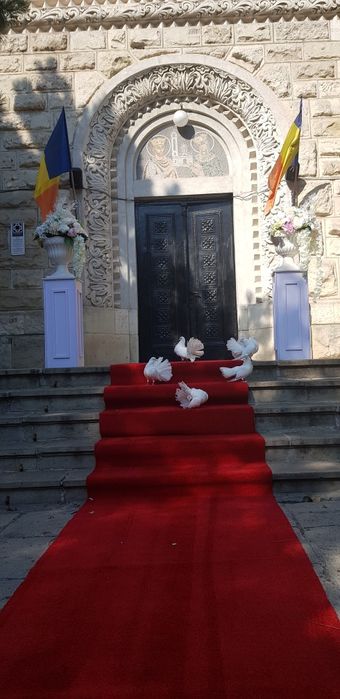 Porumbei  nuntă evenimente! Covor rosu coloane,arcadă pomisori!