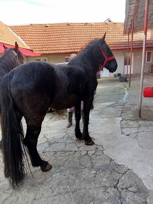 Vând o iapa la alegere