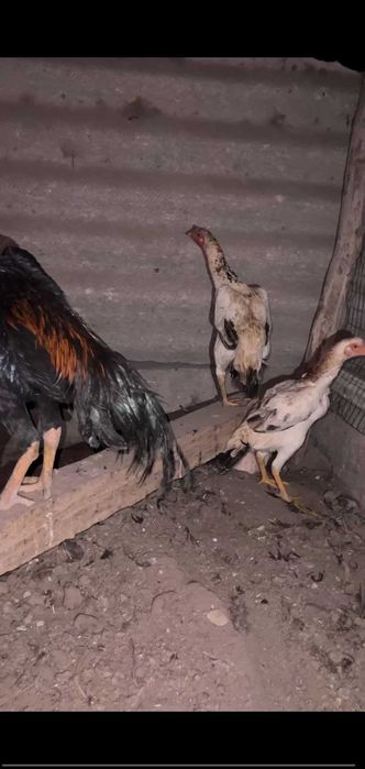 turk mokinlar.dakan tovuq/kulangi tovuqlar