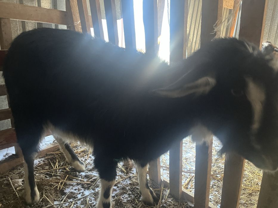 Тез арада Сүтті ешкі сатылады