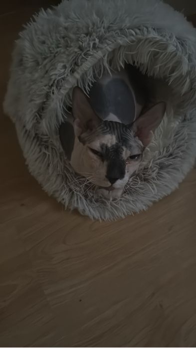 Котенок  сфинкс