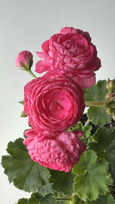 Укореннёные черенки сортовых пеларгоний