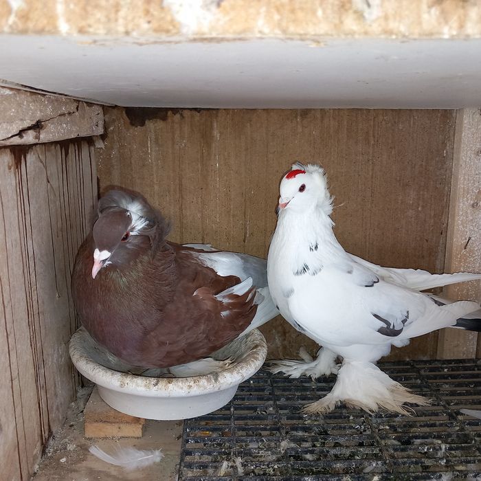 Porumbei uriasi maghiari