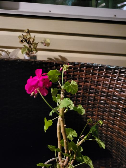 Герань разного цвета