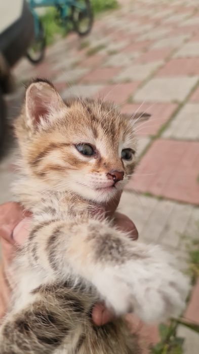 Бесплатно отдадим котят