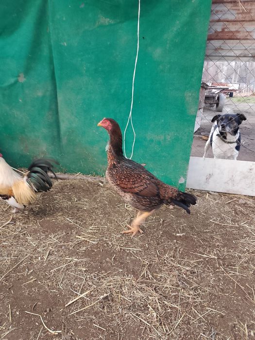 Продам даканку .