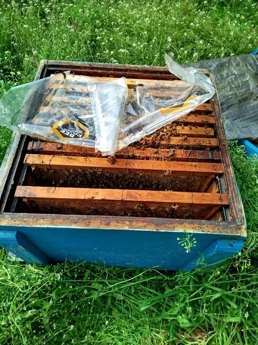 12 рамкови  Кошери с магазините .