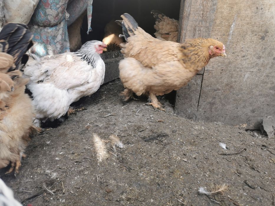 Продам петухов помесь Брама