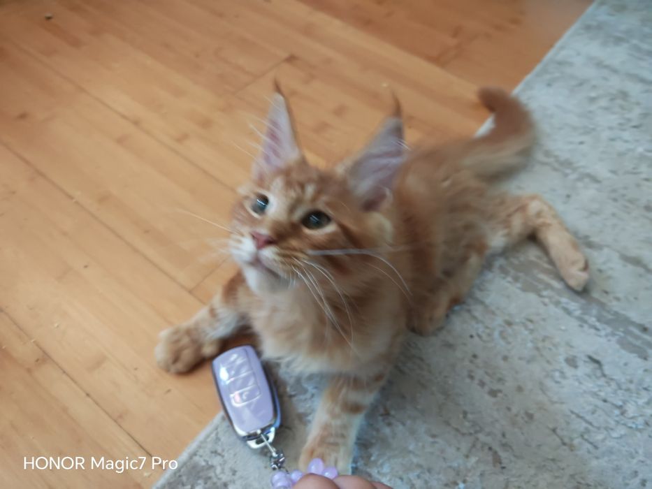 Pui Maine Coon cu pedigree