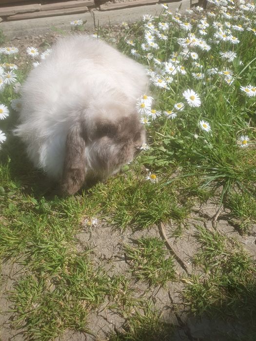 Berbec pitic cu păr lung (fuzzy lop)