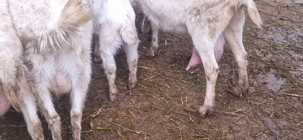 Заеен ешкі лактары сатылады