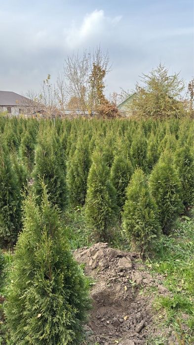 Туи можевельник Сосны Бельгия