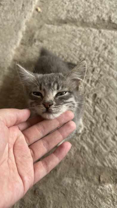 Отдается котенок ( мысық) бесплатно