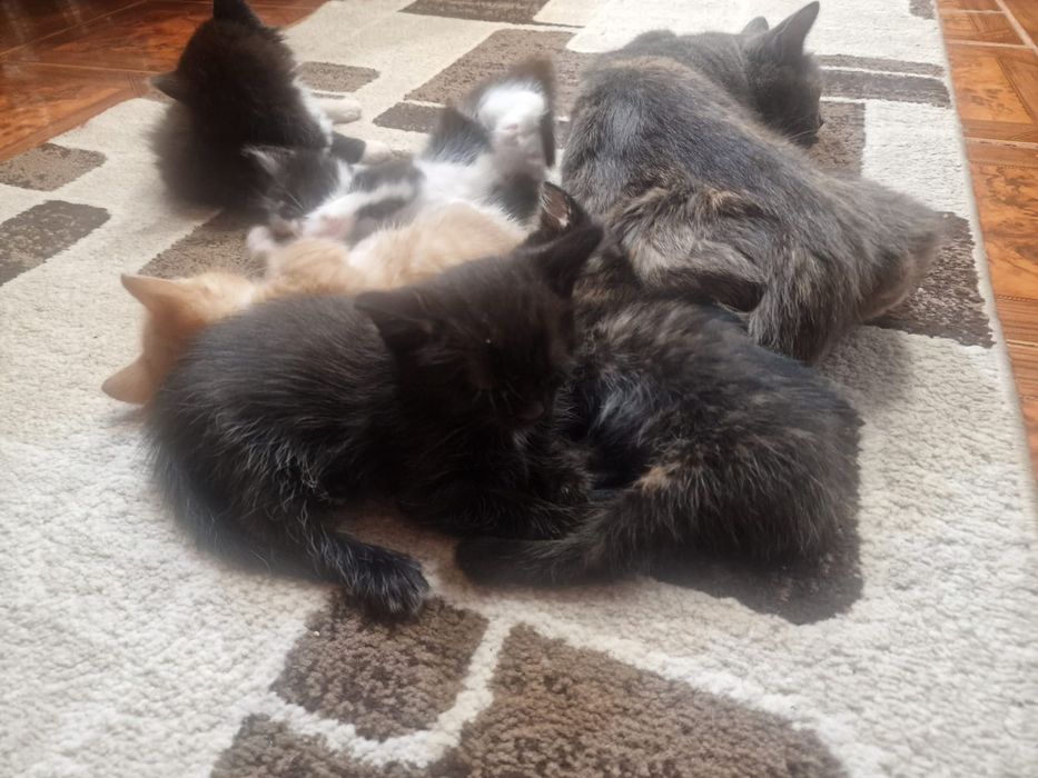 Котята в добрые руки