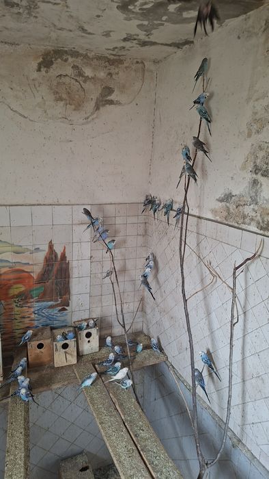 Продам попугаев оптом