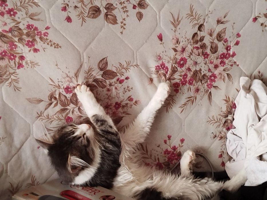 Отдам котят в хорошие руки